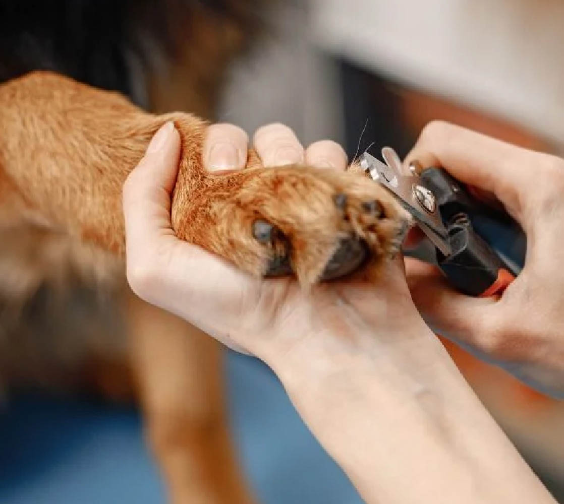 5stardoggrooming