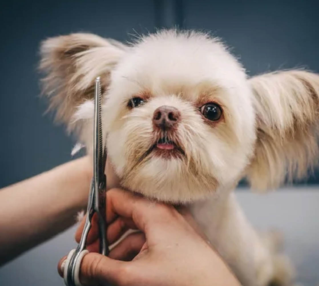 5stardoggrooming