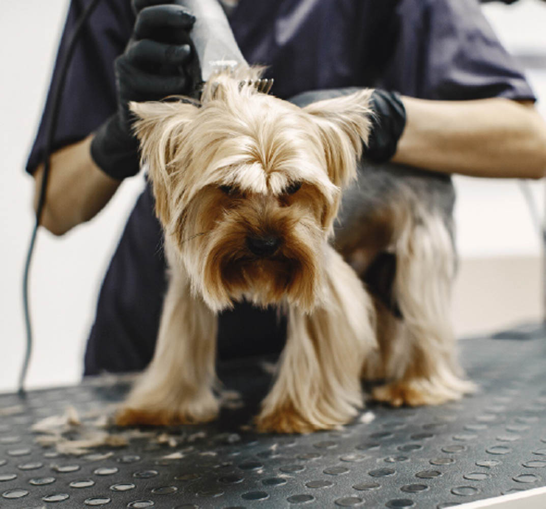 5stardoggrooming