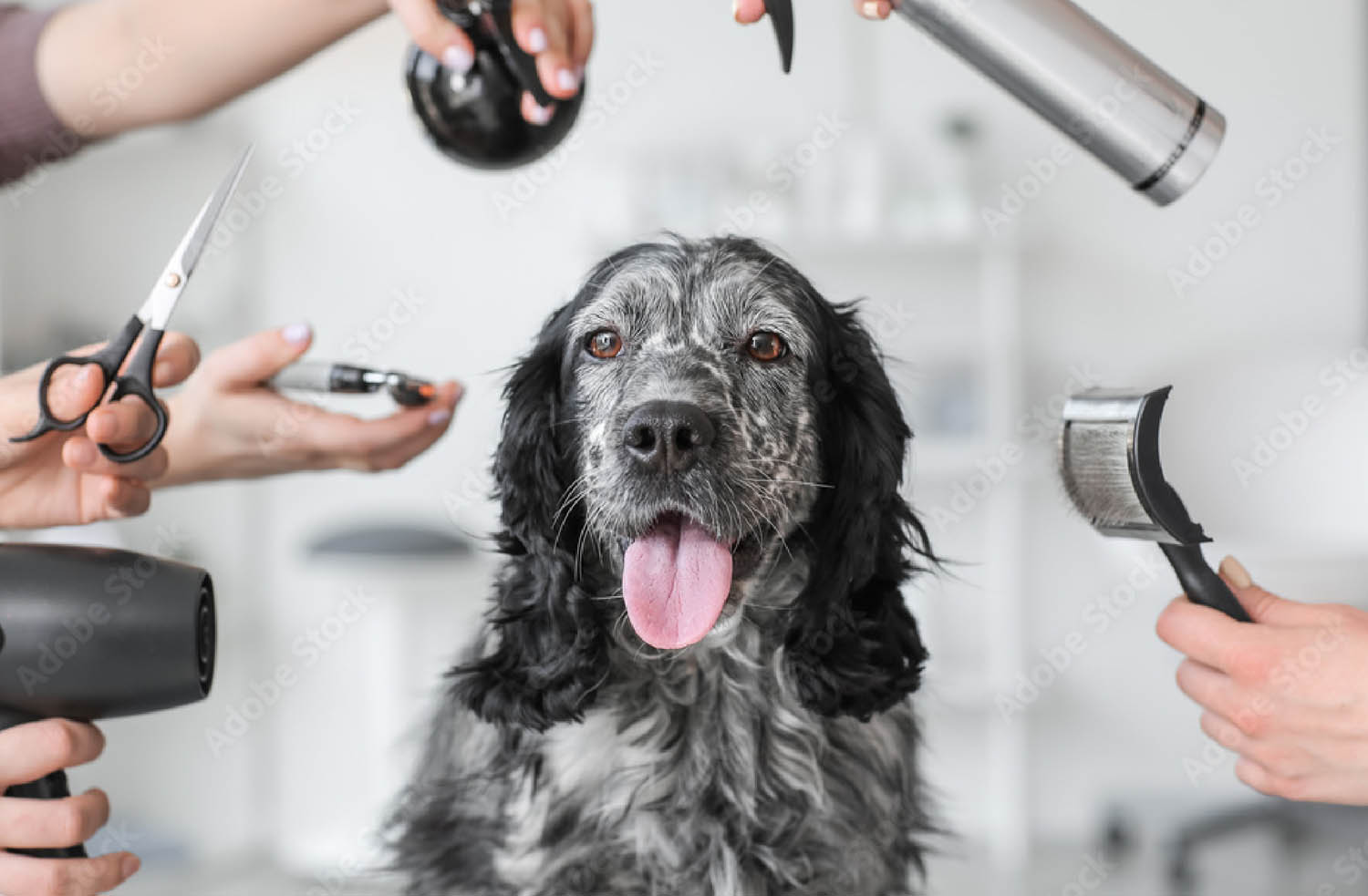 5stardoggrooming
