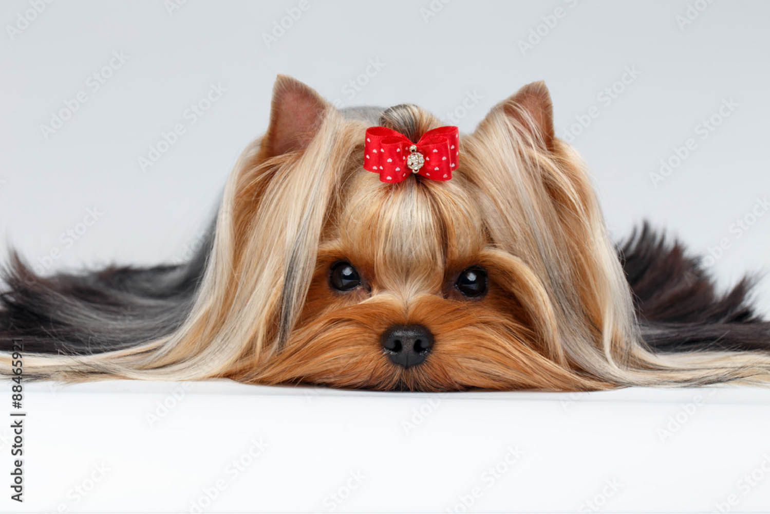 5stardoggrooming