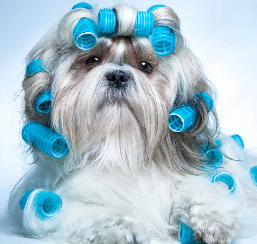 5stardoggrooming